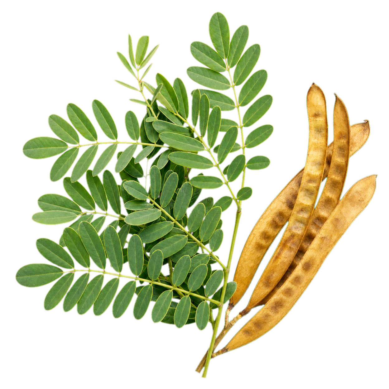 Senna Leaf